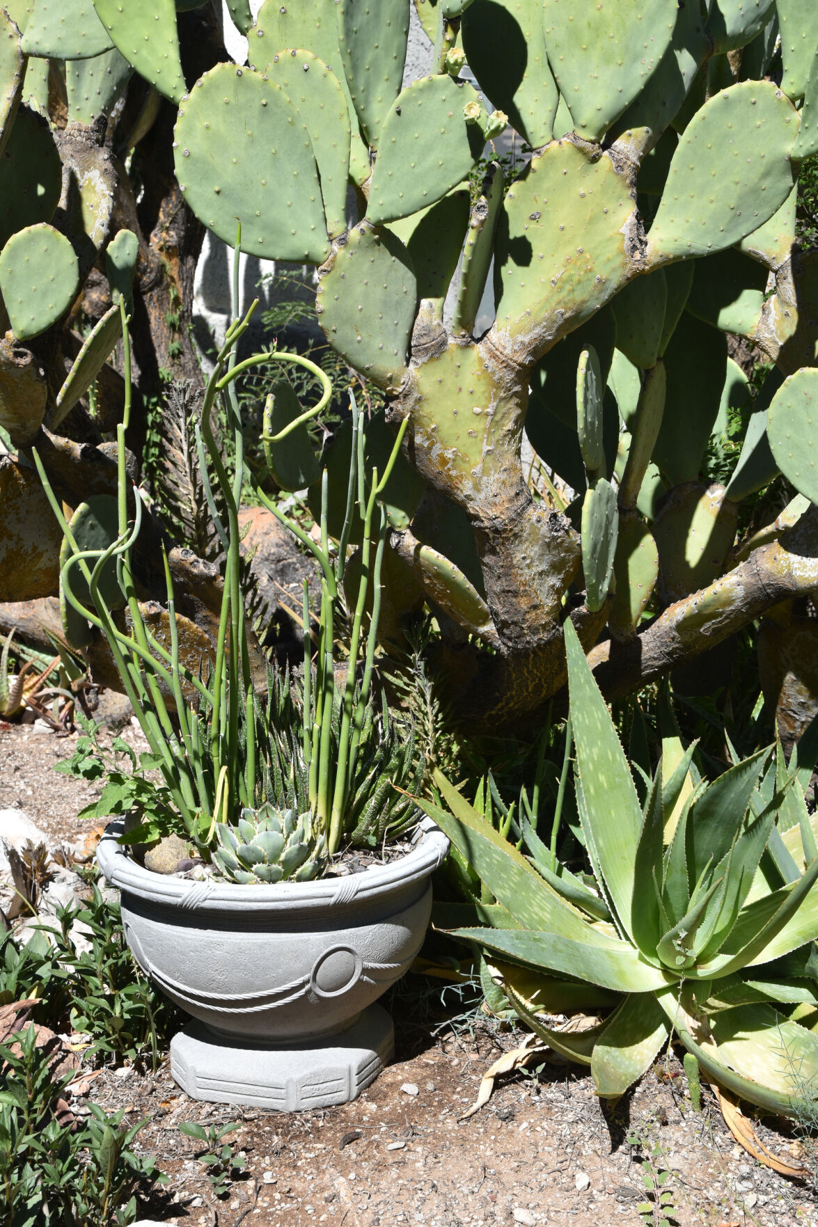 2023 Master Gardener Home Garden Show